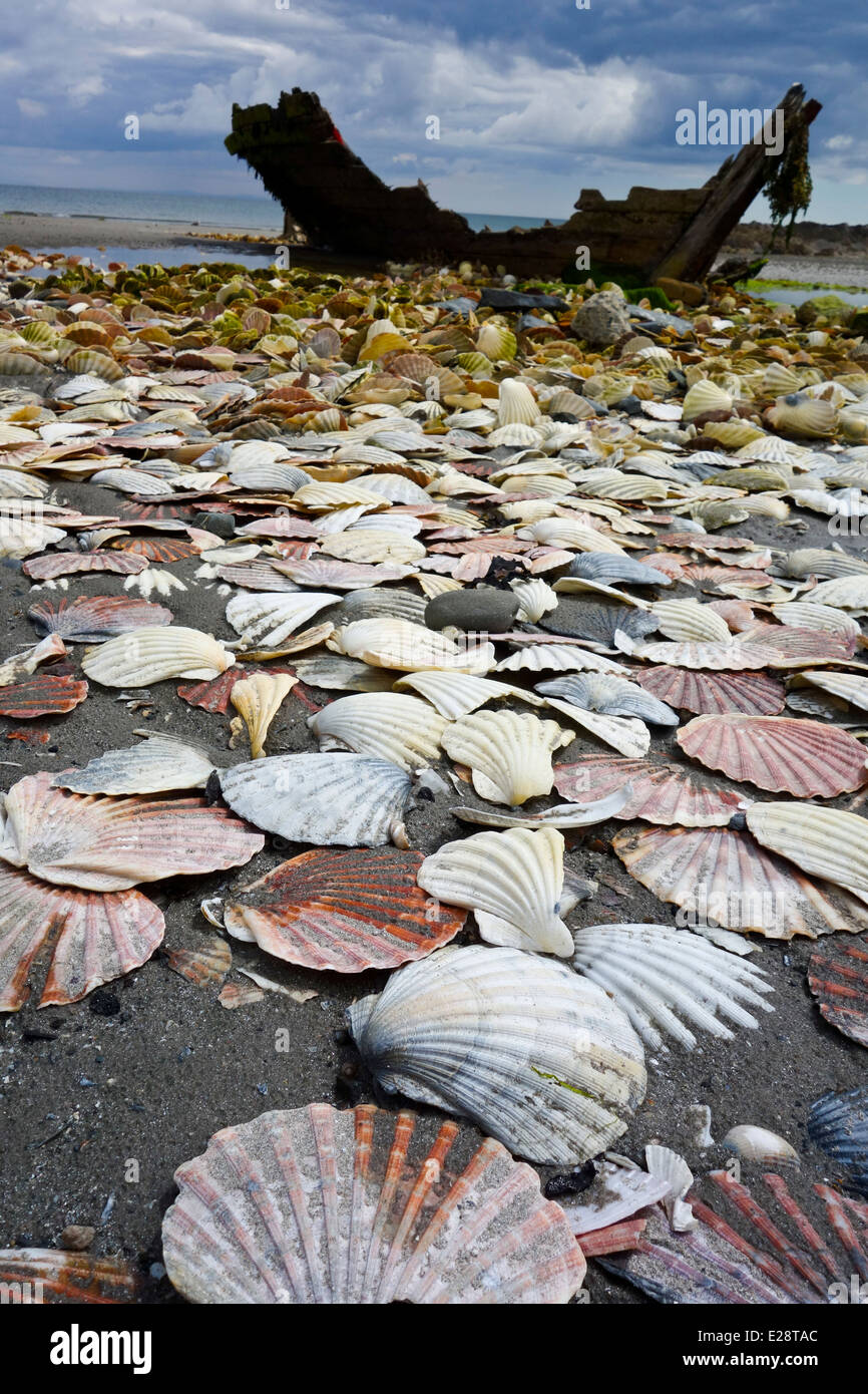 Discarded edible Scallop shells on sea beach with boat wreck Stock