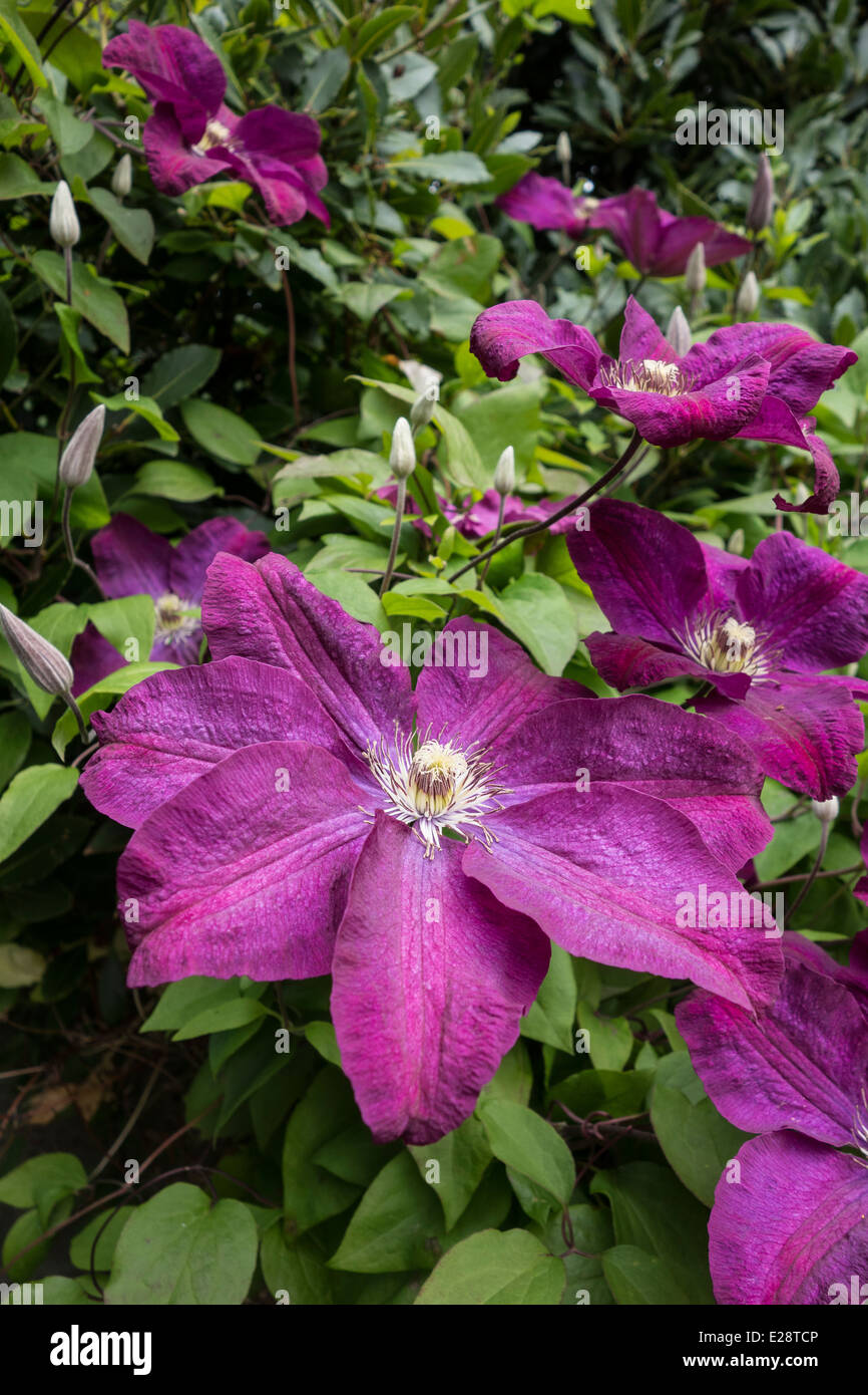 Flowers of Clematis Jackmanii Stock Photo