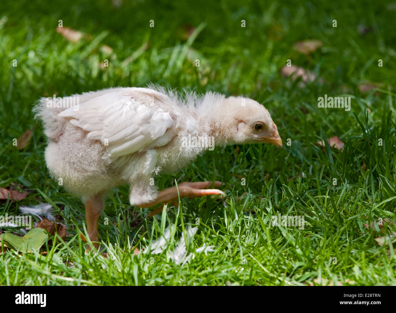 Poultry fowl hires stock photography and images Alamy