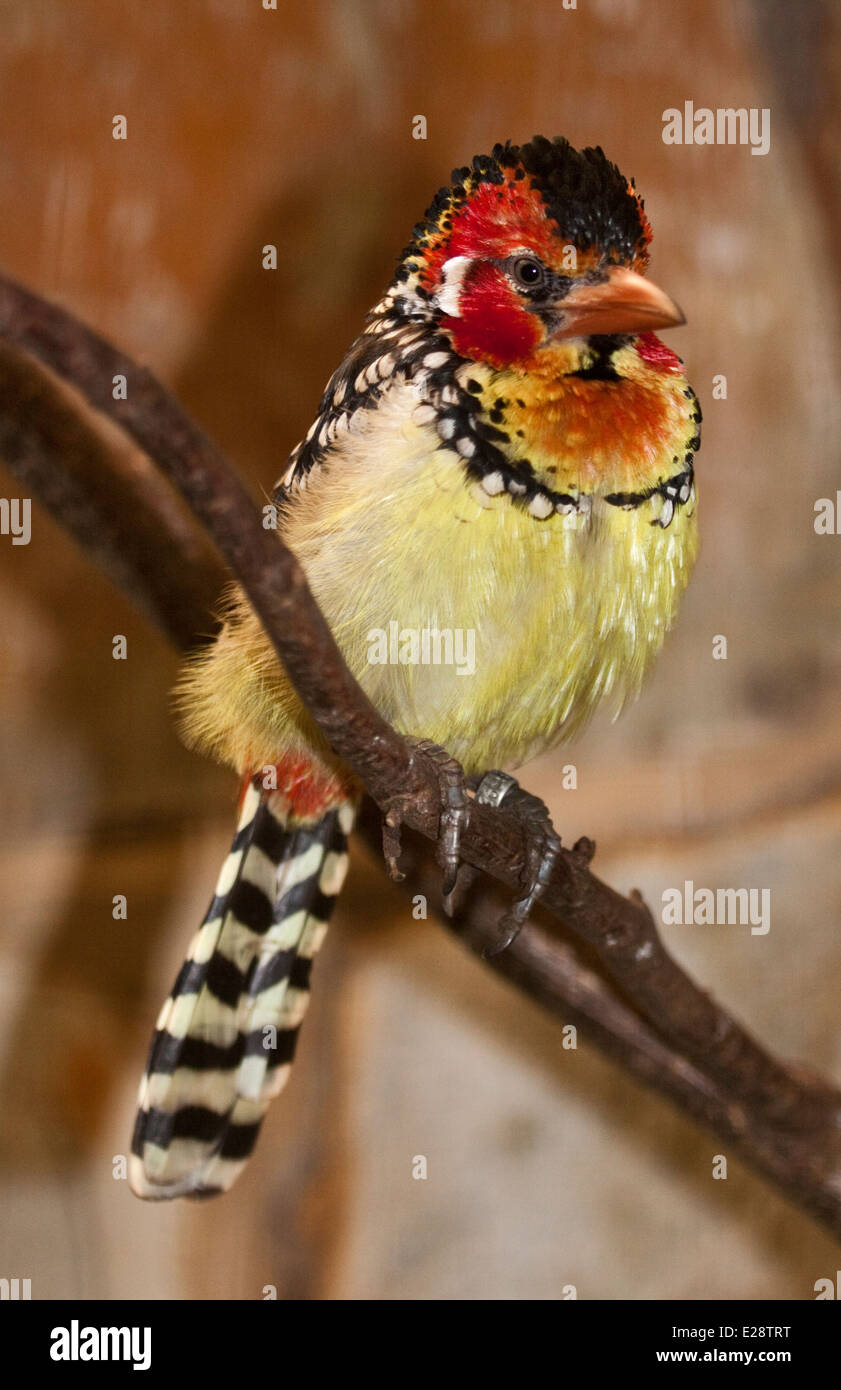 Red and Yellow Barbet (trachyphonus erythrocephalus) Stock Photo