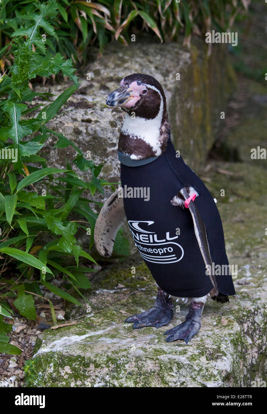 Penguin Suit High Resolution Stock Photography and Images Alamy