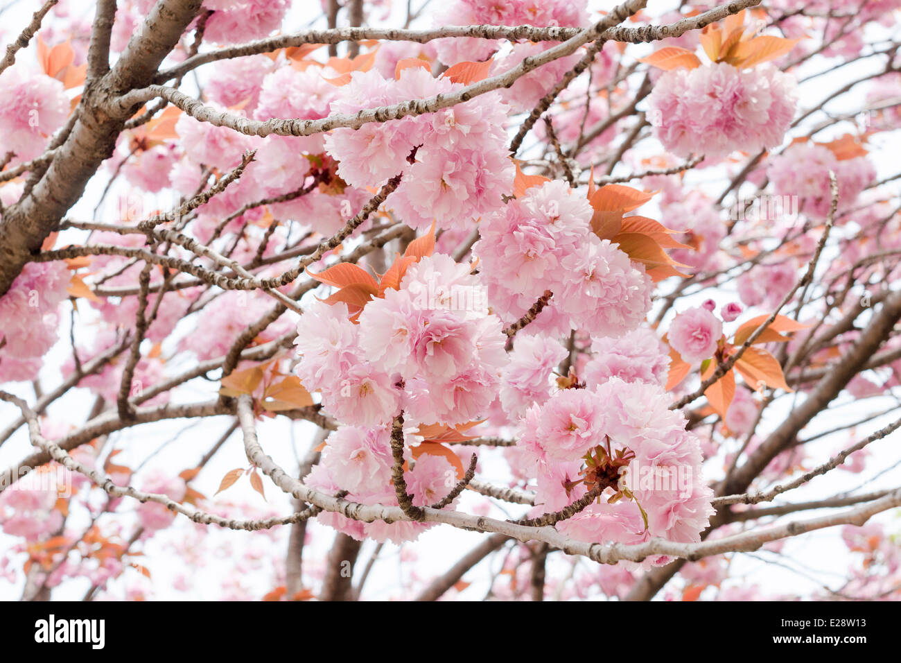 many blossom flowers of Japanese cherry tree closeup Stock Photo