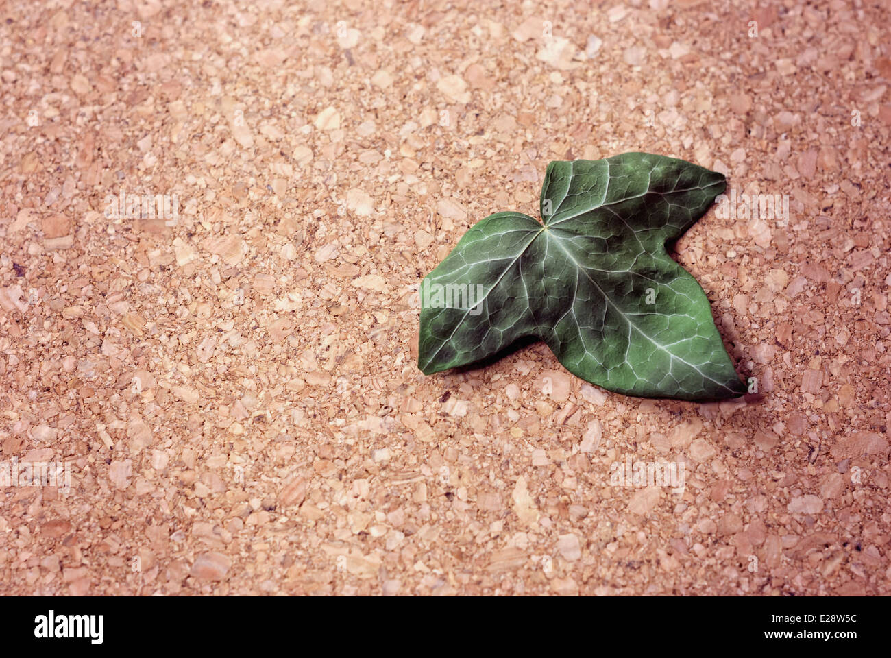 ivy leaf on a cork background Stock Photo