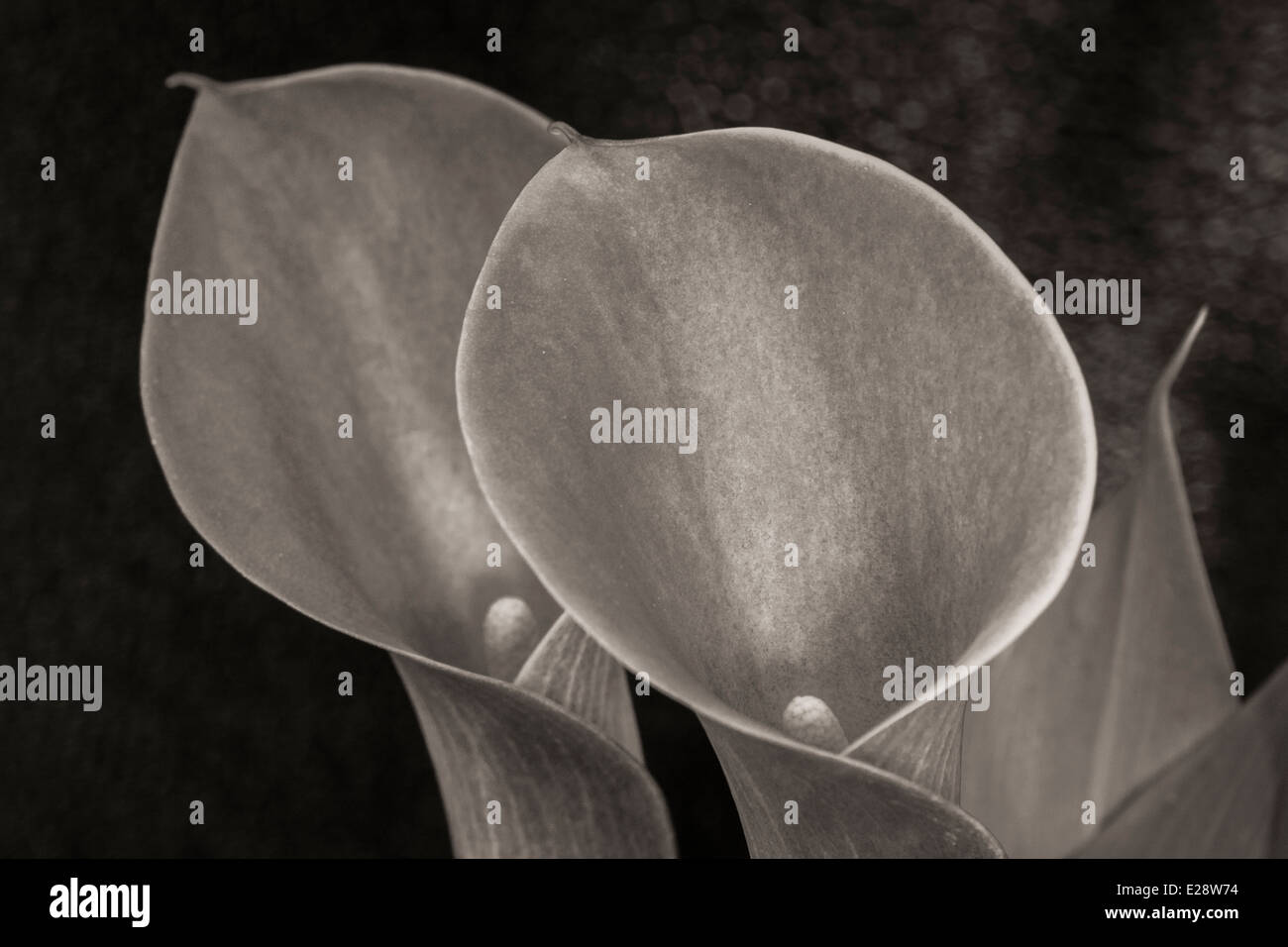 Bronze Calla Lily 4 Stock Photo Alamy