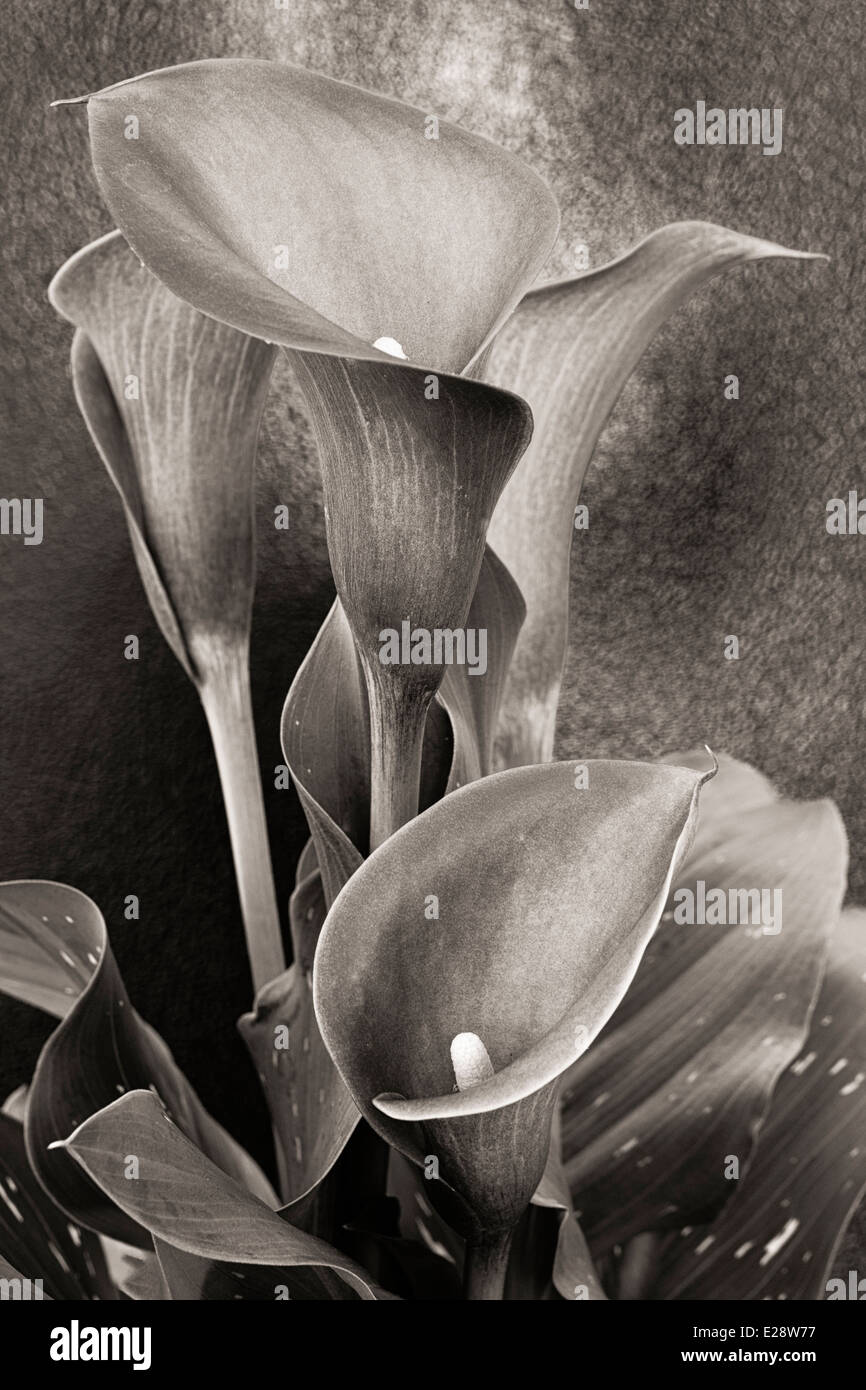Bronze Calla Lily 3 Stock Photo Alamy