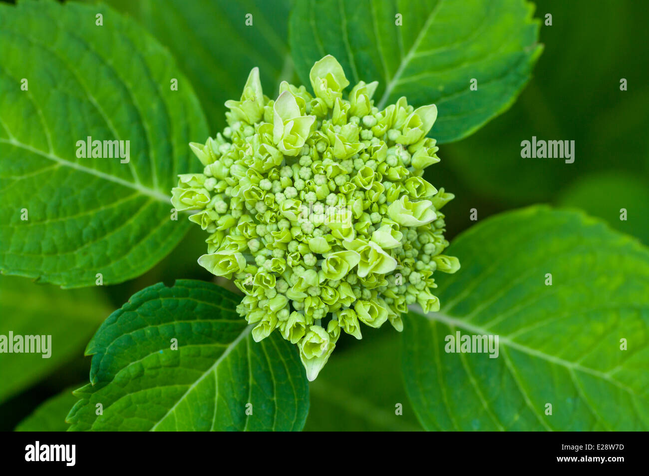 hydrangea green sprout close up Stock Photo - Alamy