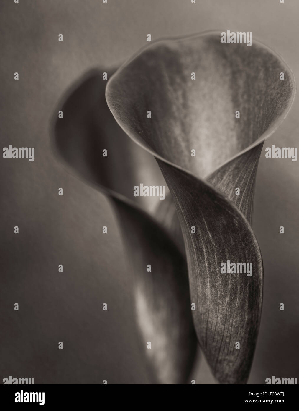 Bronze Calla Lily 2 Stock Photo Alamy