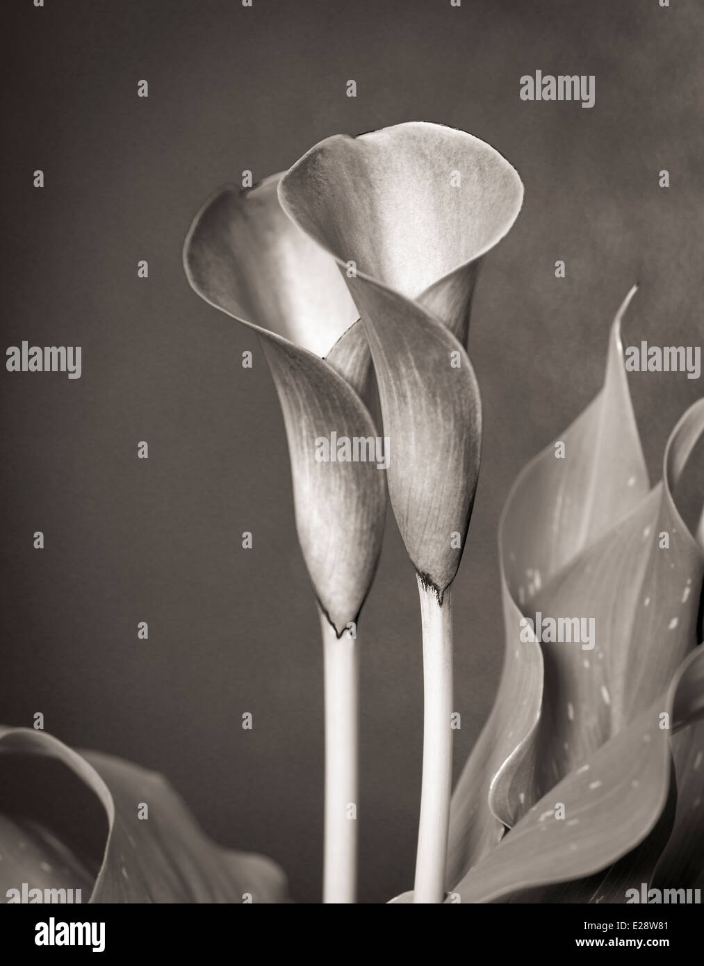 Bronze Calla Lily 1 Stock Photo Alamy