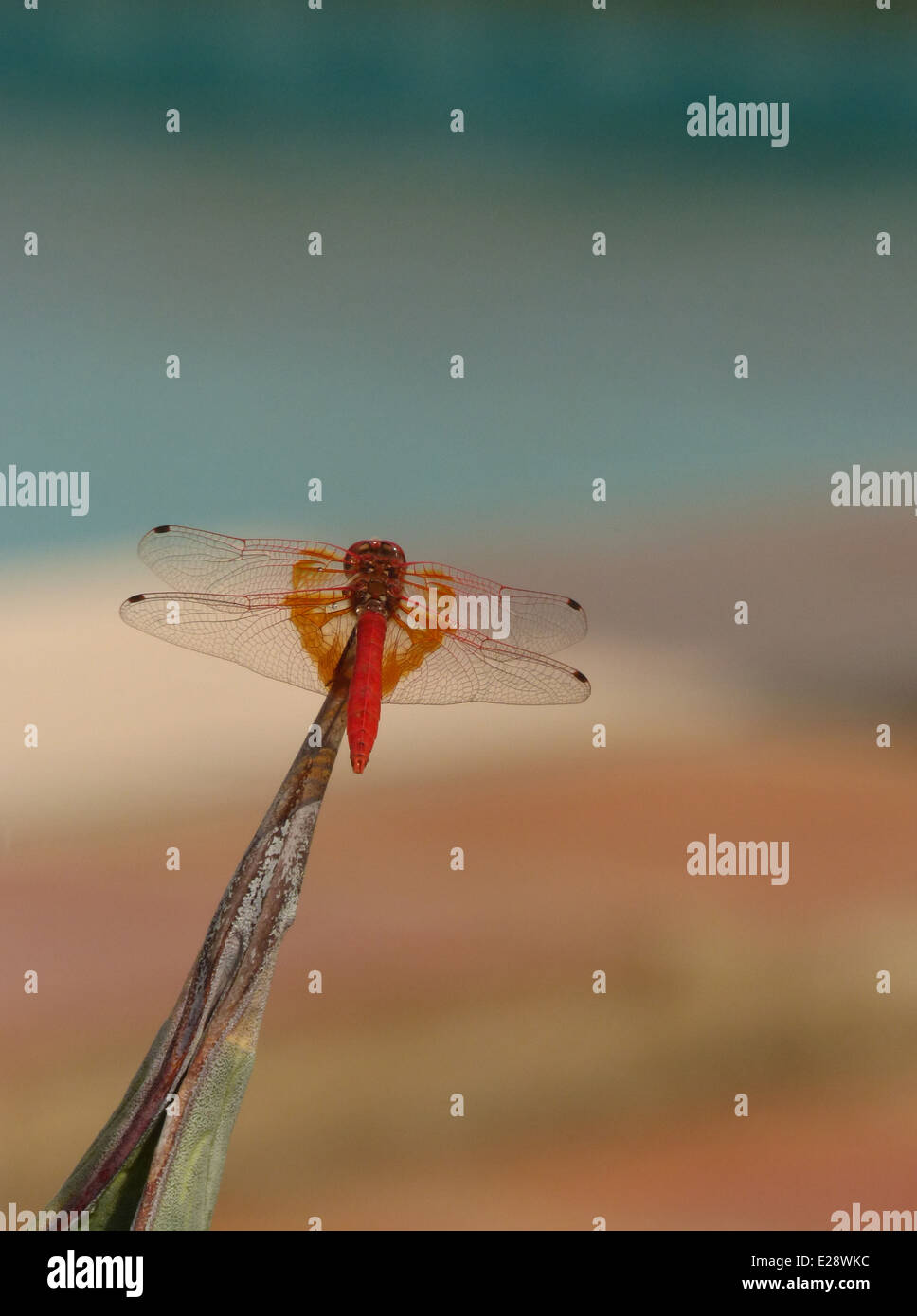 A red and orange dragonfly sitting on the point of a cactus leaf Stock ...
