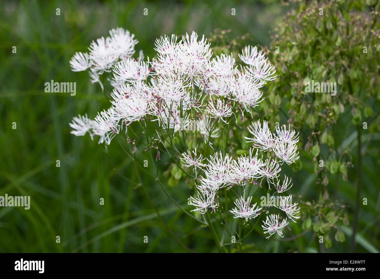 White thalictrum flowers. Stock Photo