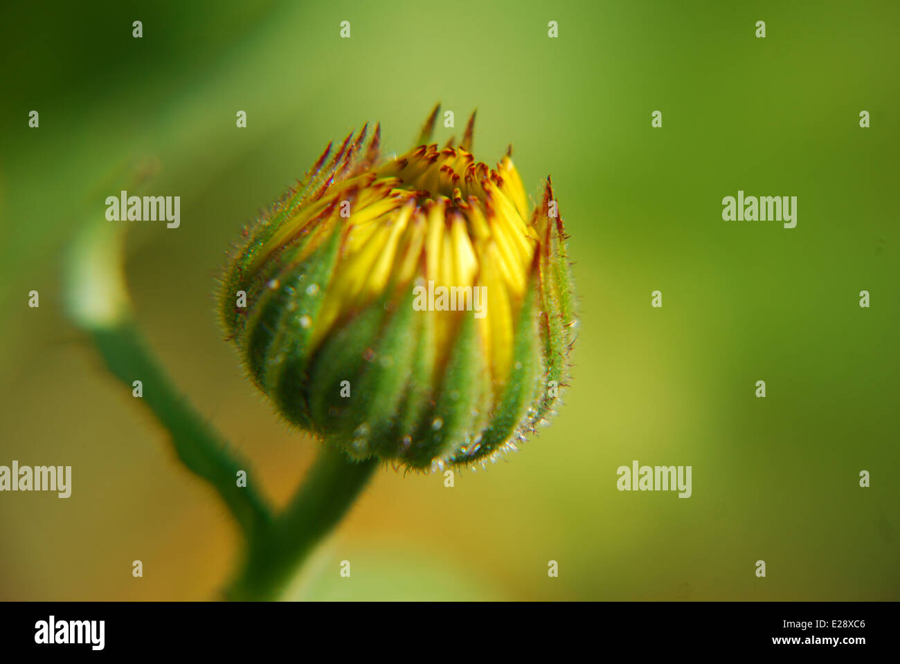 Calendula Flower Bud with dew Stock Photo