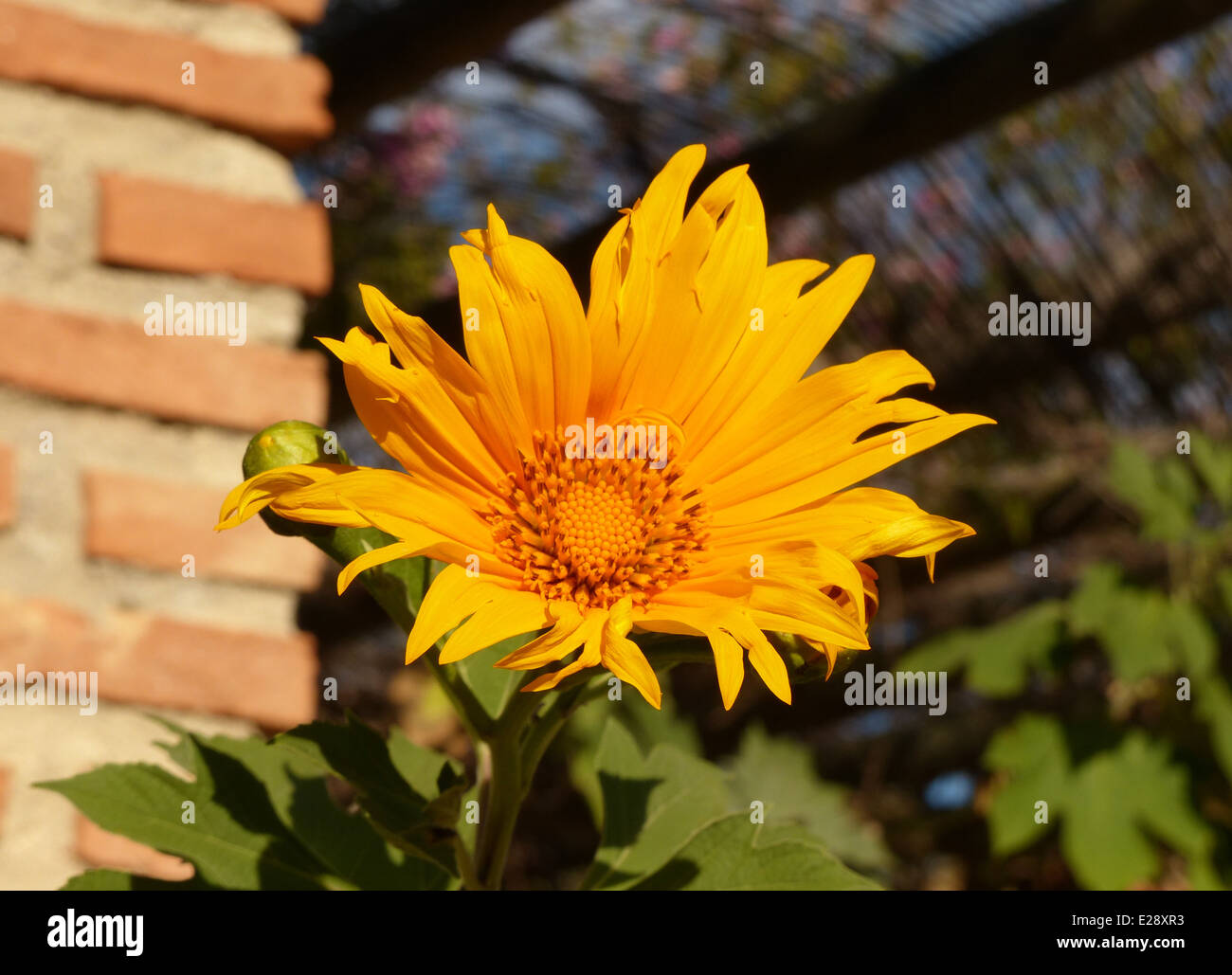 A bright orangey yellow flow that looks like a small sunflower Stock ...