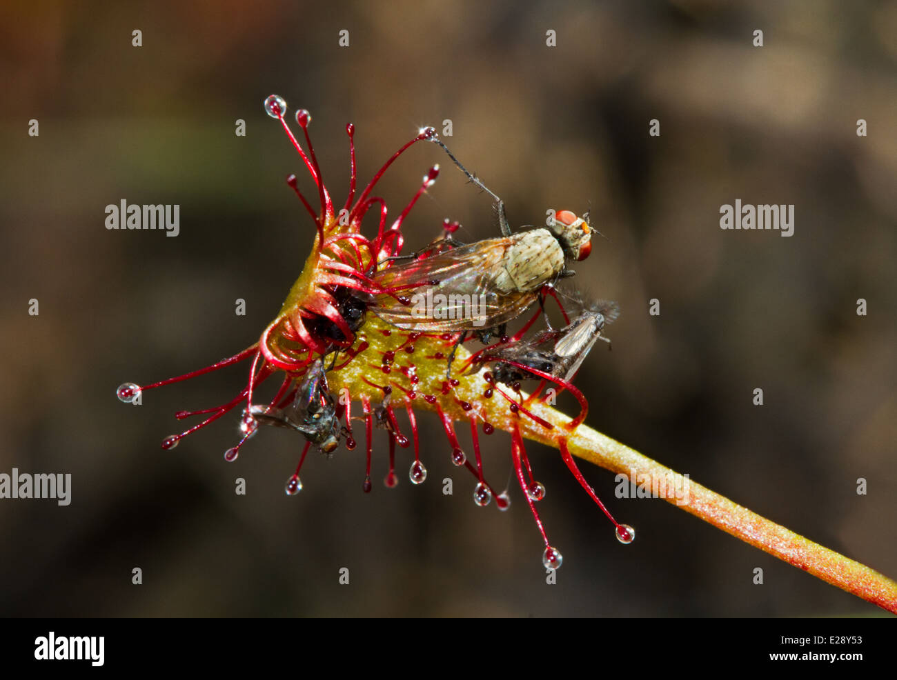 Some flies caught by Oblong-leaved Sundew (Drosera intermedia) Stock Photo