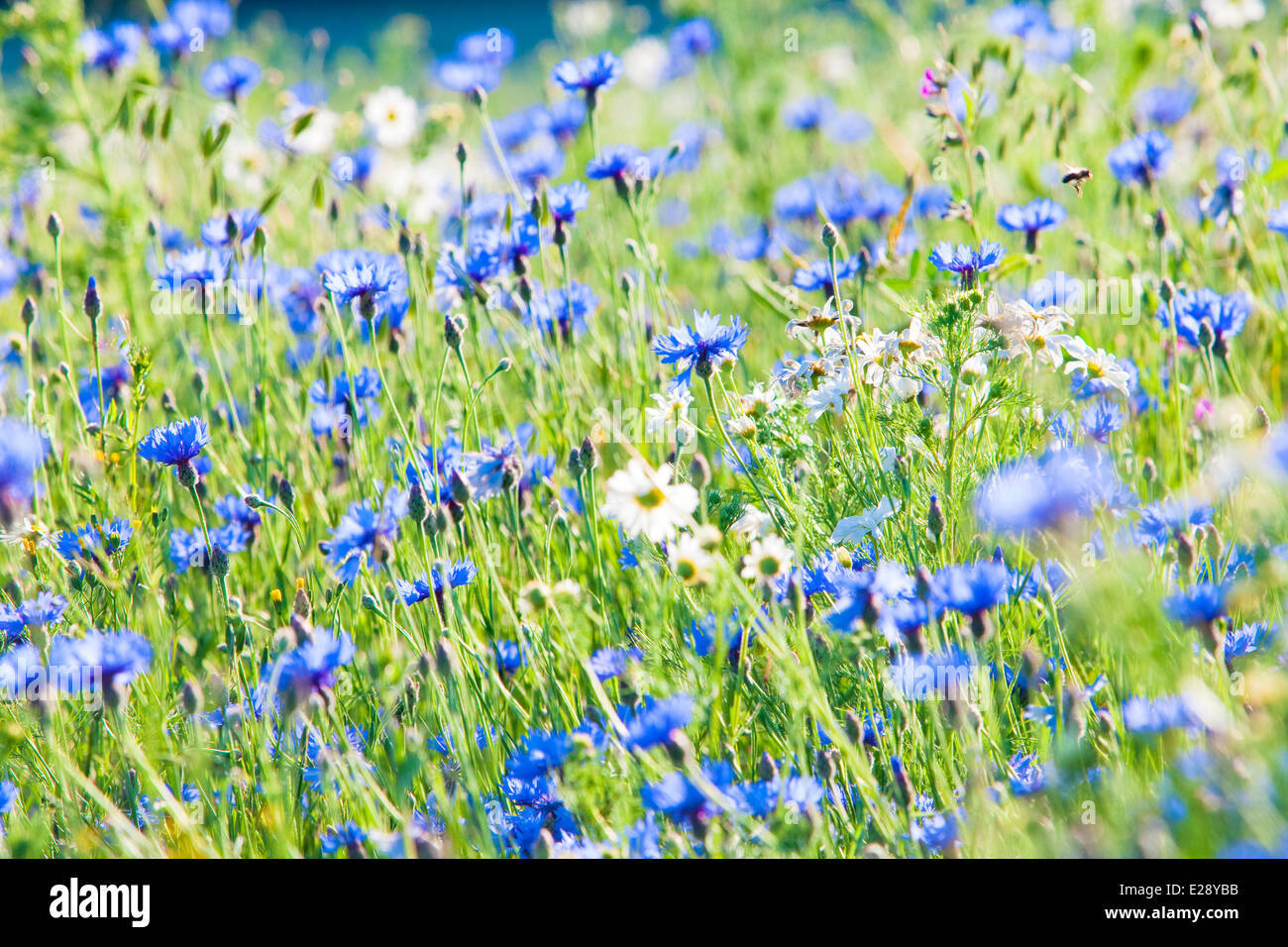 Flower Meadow Cornflower Stock Photos & Flower Meadow Cornflower Stock