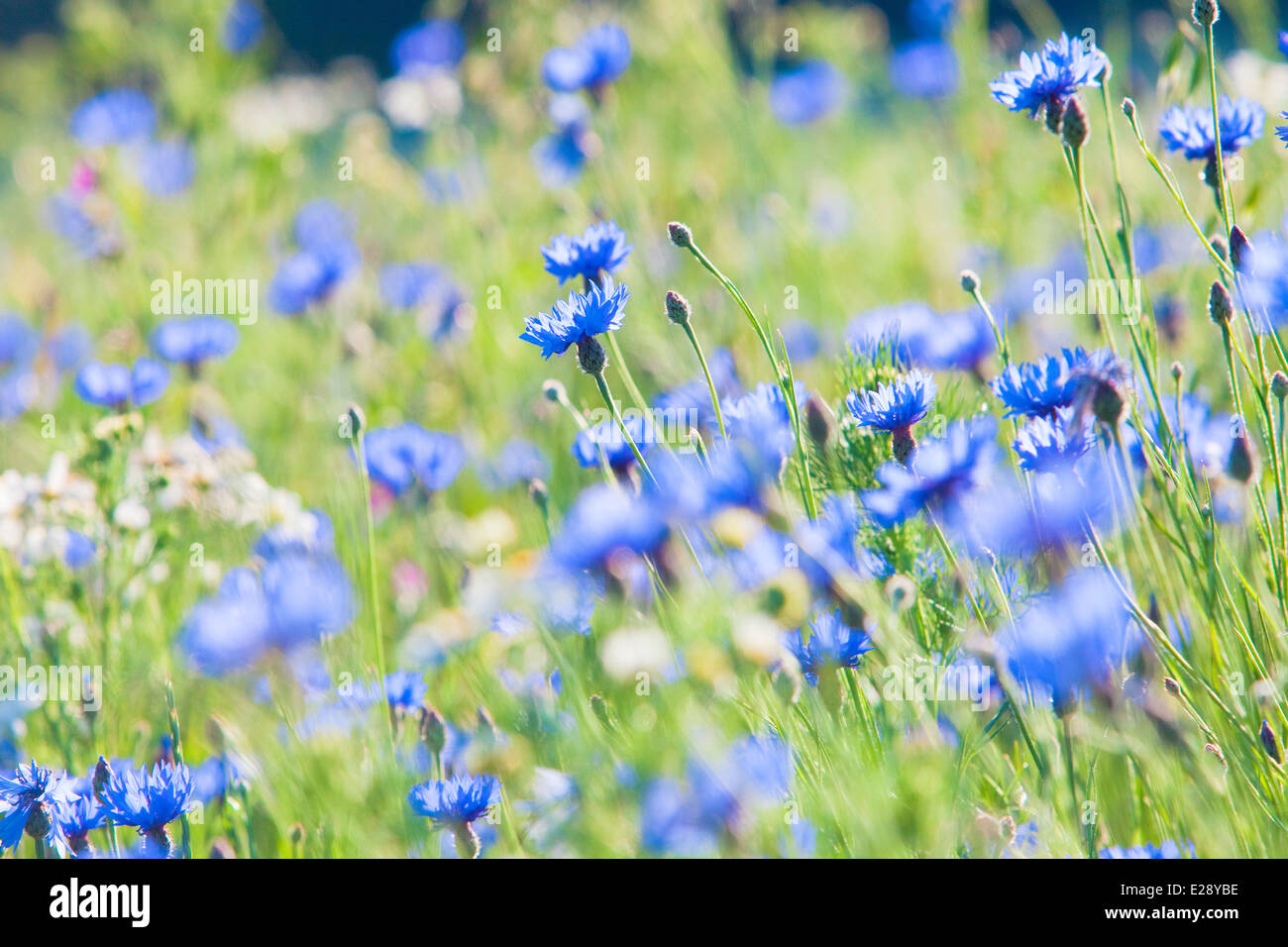Cornflowers on the Meadow at Spring Stock Photo - Alamy