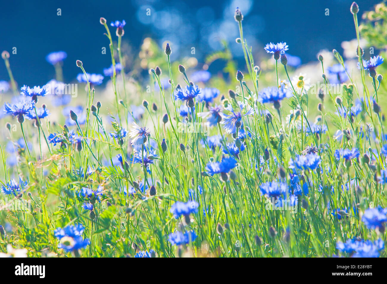 Cornflowers on the Meadow at Spring Stock Photo - Alamy