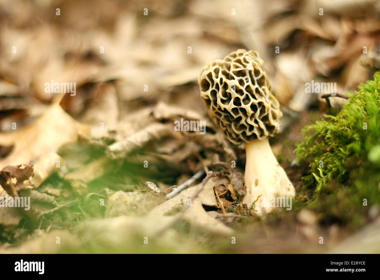 A yellow Morechella, Morel, mushroom is growing in some moss and leaves