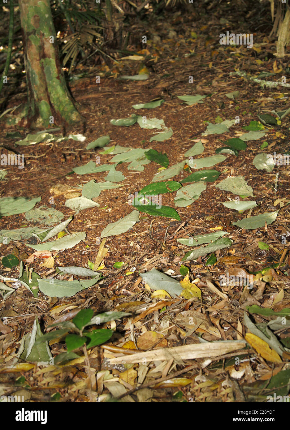 Tooth-billed Bowerbird (Scenopoeetes dentirostris) 'display-court' or 'stage-type' bower, decorated with fresh leaves laid with Stock Photo