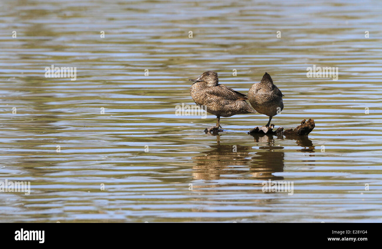 Freckled Duck (Stictonetta naevosa) adult pair, roosting on submerged log in water, Hasties Swamp N.P., Atherton Tableland, Great Dividing Range, Queensland, Australia, October Stock Photo
