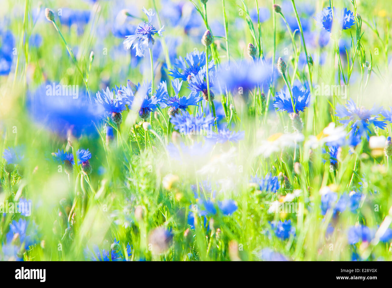 Cornflowers on the Meadow at Spring Stock Photo - Alamy