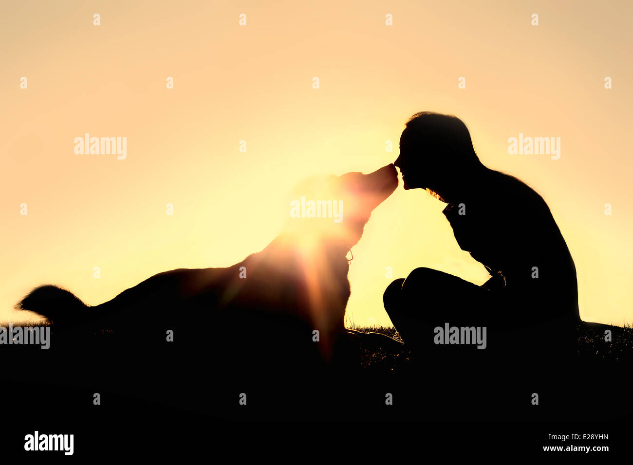 a silhouette of a happy young woman is sitting outside at sunset lovingly kissing her large German Shepherd mix breed dog. Stock Photo