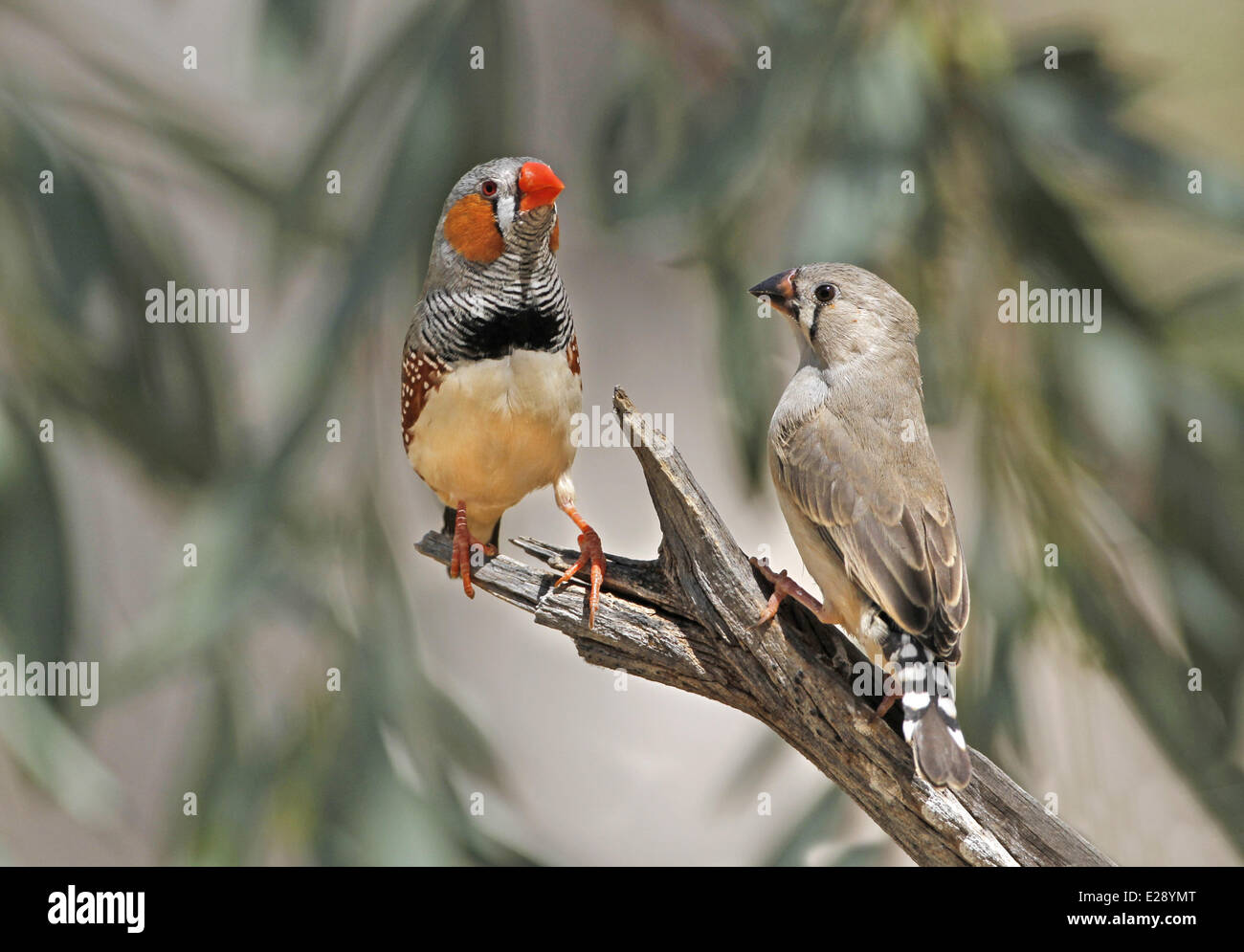 Zebra Finch Male Vs Female
