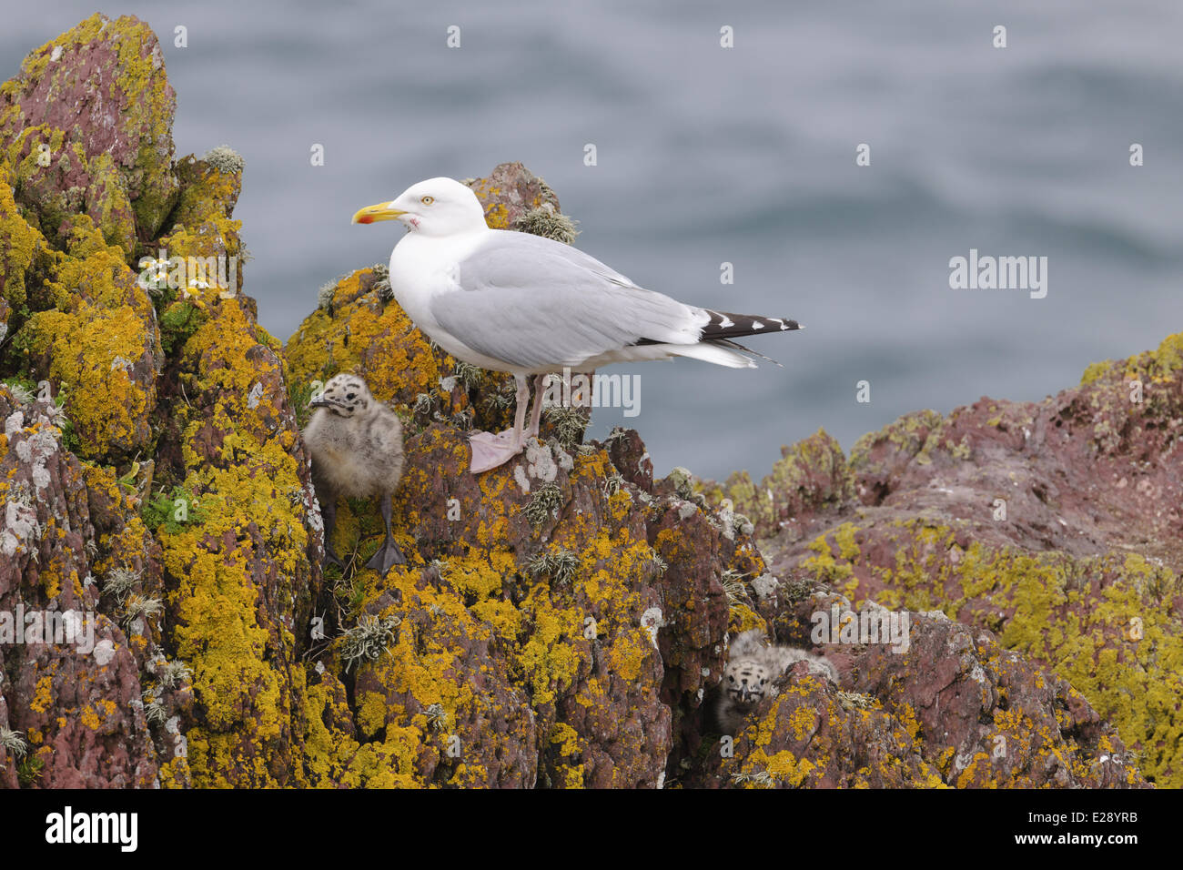 Herring Gull Larus Argentatus Adult Breeding Plumage With Chicks 