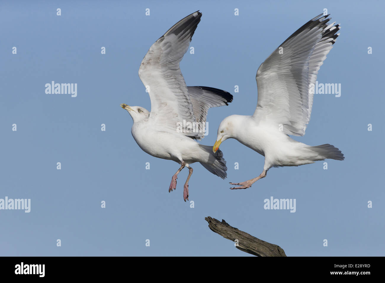 Juveniles Different From Adults Hi res Stock Photography And Images Alamy juveniles-different-from-adults-hi-res-stock-photography-and-images-alamy