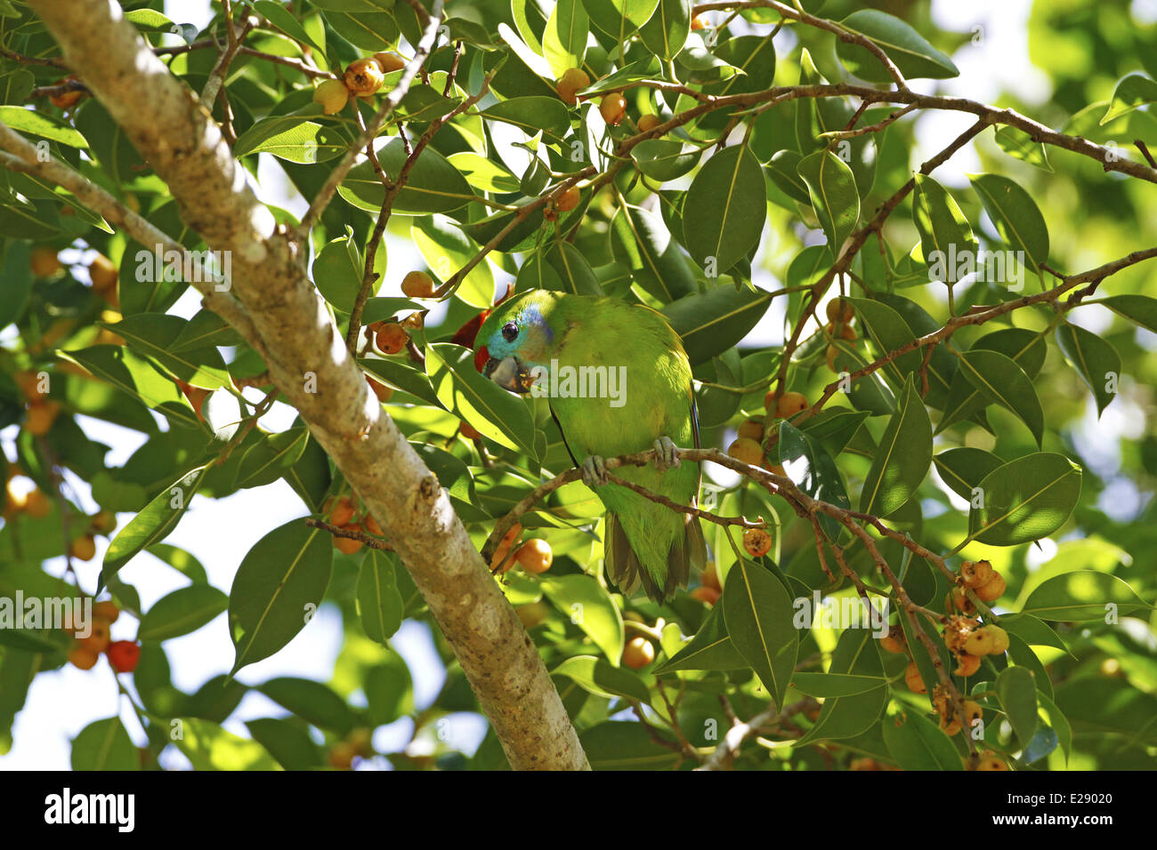 Double-eyed Fig-parrot (Cyclopsitta diophthalma) adult, feeding on fig fruit, Daintree N.P., Queensland, Australia, September Stock Photo