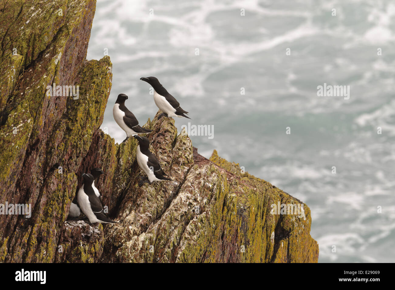 Razorbill nest cliff chick hi-res stock photography and images - Alamy