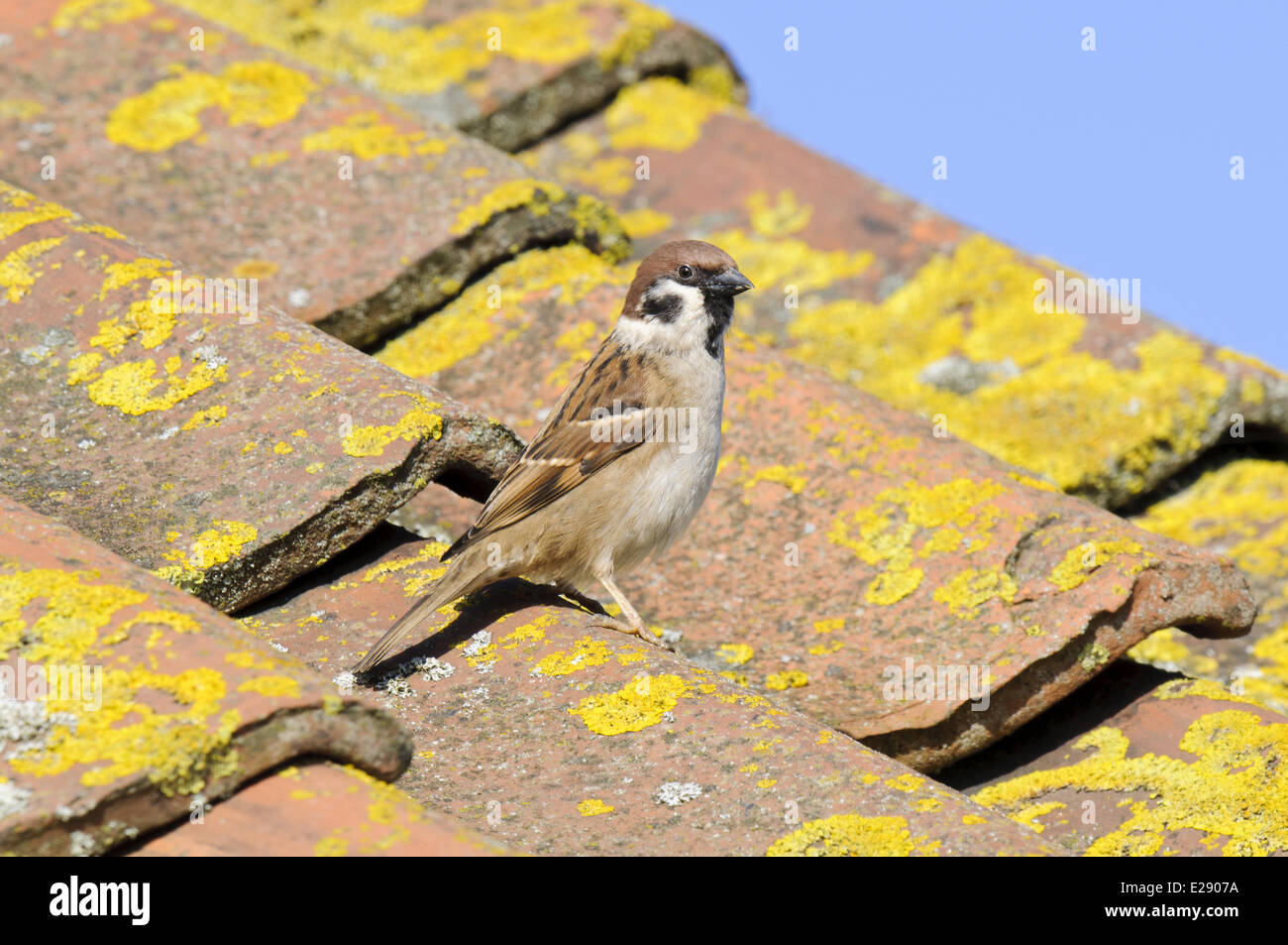 Eurasian Tree Sparrow (Passer montanus) adult, standing on tiled roof of visitor centre, Bempton Cliffs RSPB Reserve, Bempton, East Yorkshire, England, February Stock Photo
