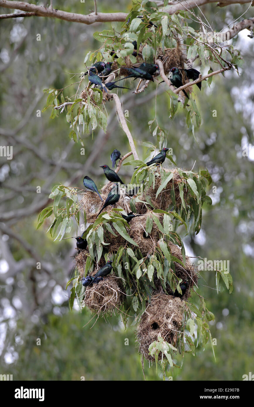 Metallic Starling (Aplonis metallica) adults, at nests in nesting colony on eucalyptus tree, Kingfisher Park, Atherton Tableland, Great Dividing Range, Queensland, Australia, October Stock Photo