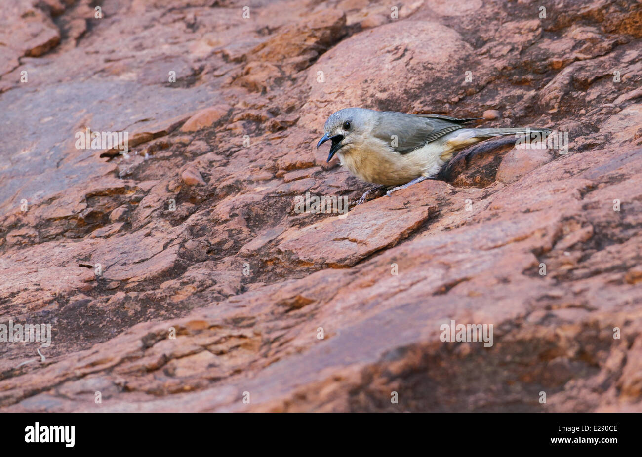 Sandstone Shrike-thrush (Colluricincla woodwardi) adult, calling, standing on rocks, The Olgas, Uluru-Kata Tjuta N.P., Red Centre, Northern Territory, Australia, September Stock Photo