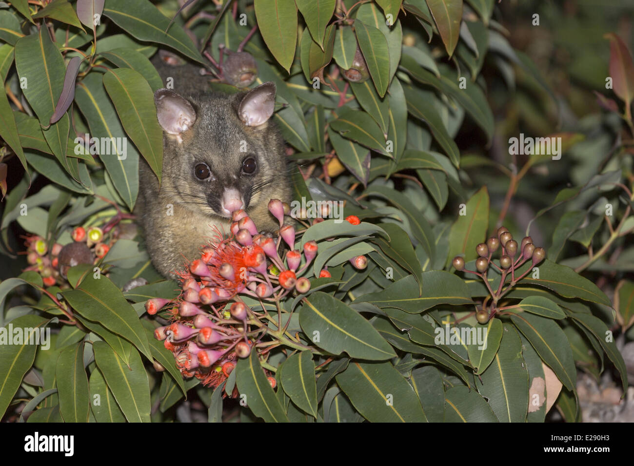 Common Brushtail Possum (Trichosurus vulpecula) adult, feeding on