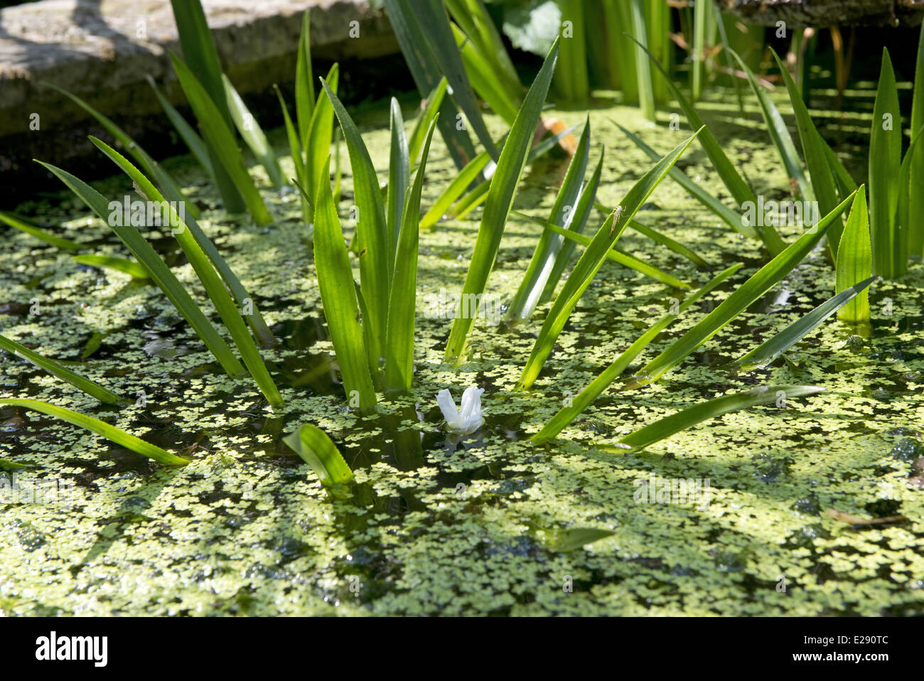 Water soldier, Stratiotes aloides, flowering plants with lesser duckweed in ornamental pond Stock Photo