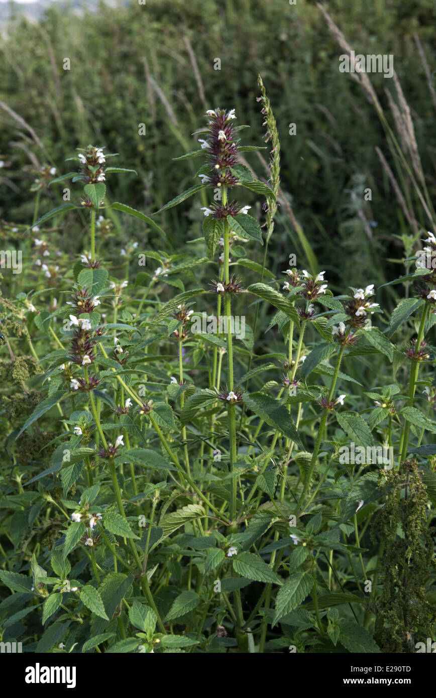 A group of common hemp-nettle, Galeopsis tetrahit, plants at the end of their flowering on the Axe Estuary Wetlands Nature Reserve in East Devon Stock Photo