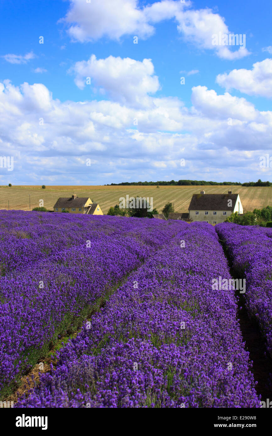 Beautiful Cotswold Lavender field in full bloom in England on a summers