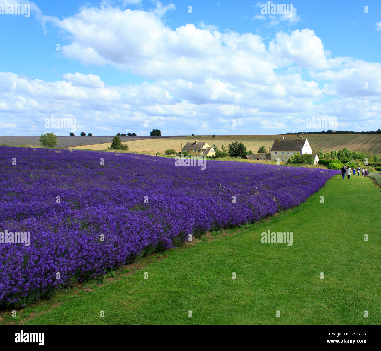 Beautiful Cotswold Lavender field in full bloom in England on a summers