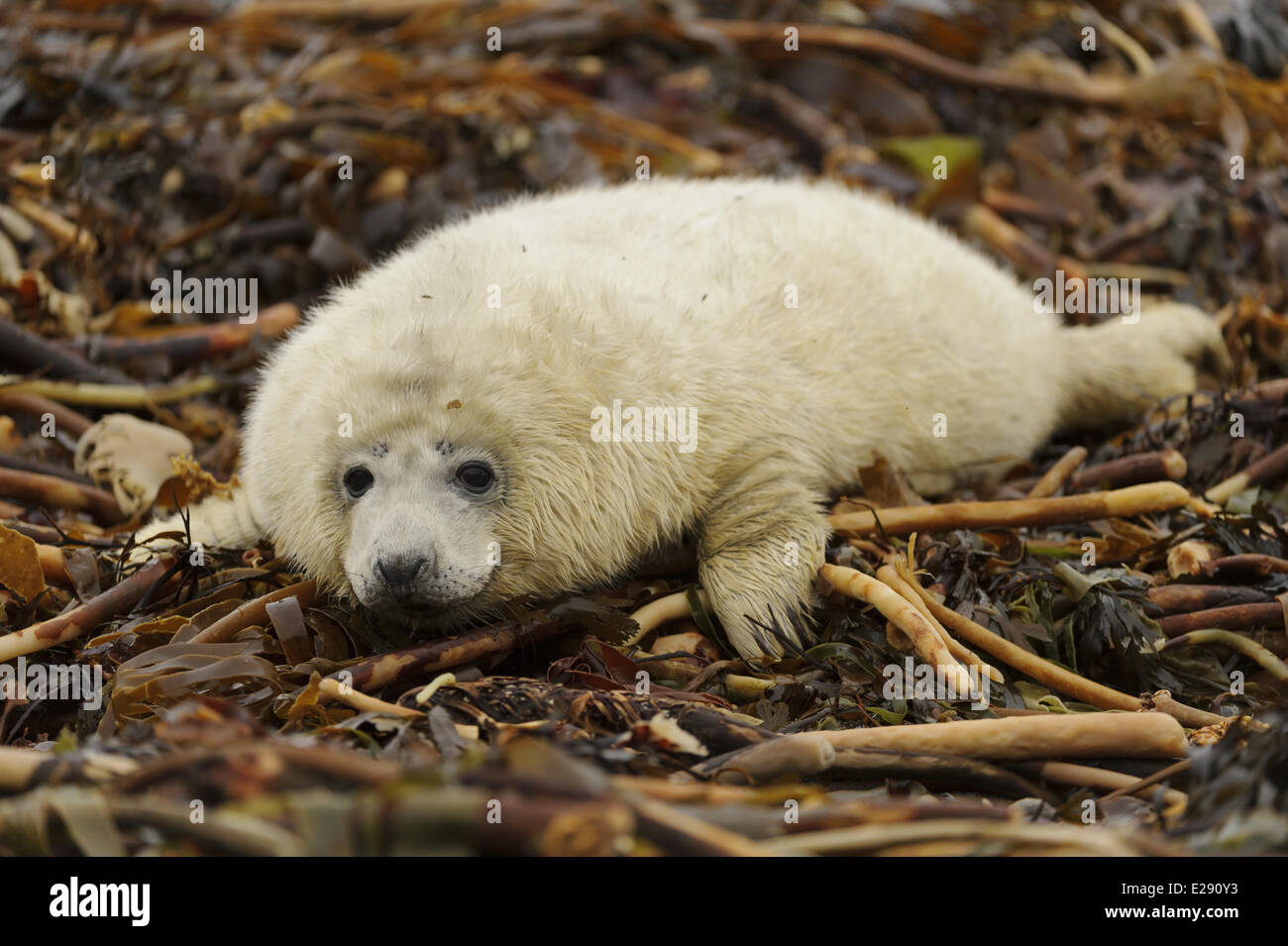 Grey Seal (Halichoerus grypus) whitecoat pup, resting on wrack covered beach, Orkney, Scotland, November Stock Photo