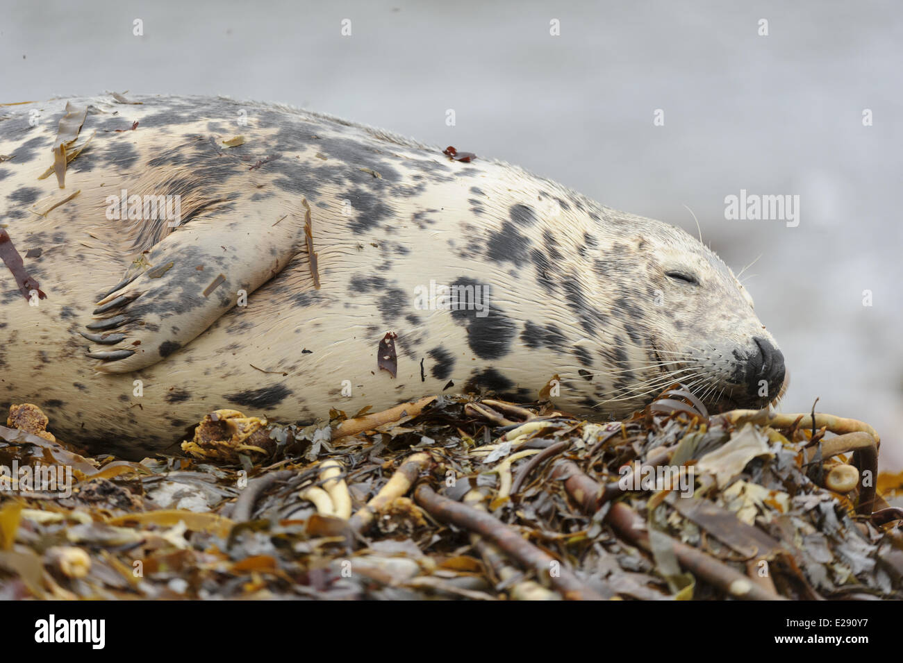 Grey Seal (Halichoerus grypus) adult female, sleeping on wrack covered beach, Orkney, Scotland, November Stock Photo