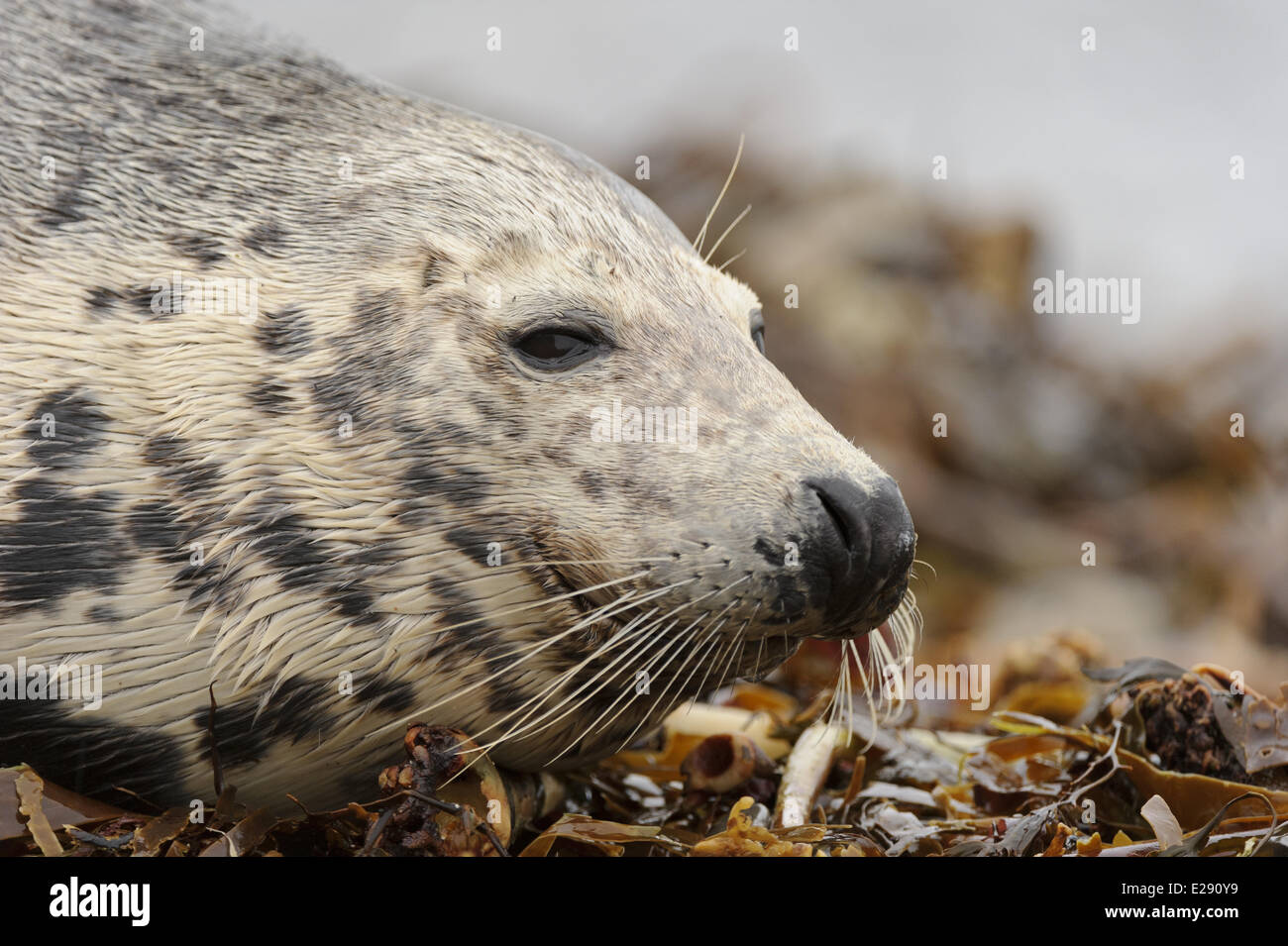 Grey Seal (Halichoerus grypus) adult female, close-up of head, resting on wrack covered beach, Orkney, Scotland, November Stock Photo