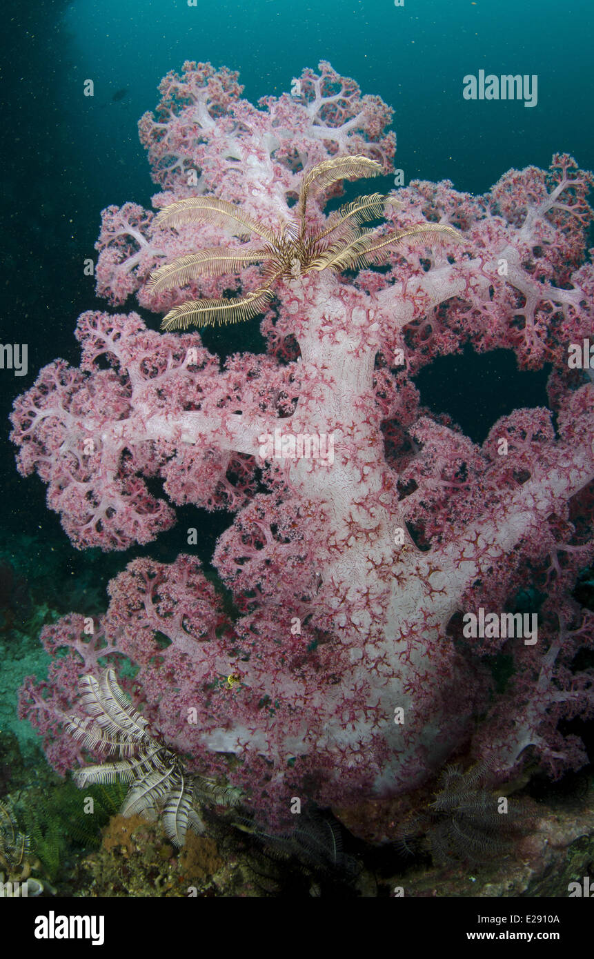 Purple Glomerate Tree Coral (Dendronephthya sp.) and crinoids in reef, Horseshoe Bay, Nusa Kode, Rinca Island, Komodo N.P., Lesser Sunda Islands, Indonesia, March Stock Photo