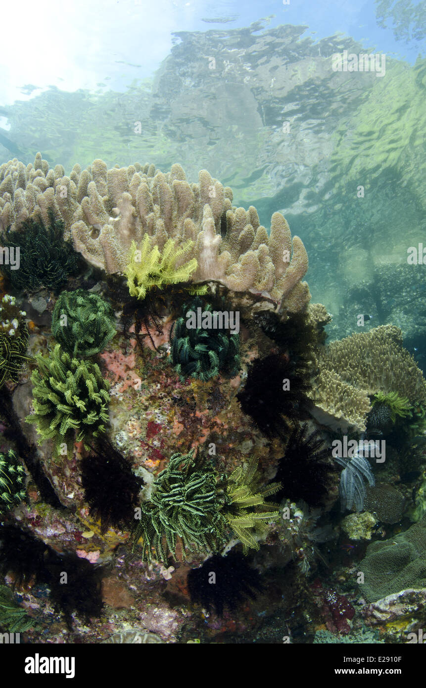 View of coral reef habitat, Horseshoe Bay, Nusa Kode, Rinca Island, Komodo N.P., Lesser Sunda Islands, Indonesia, March Stock Photo