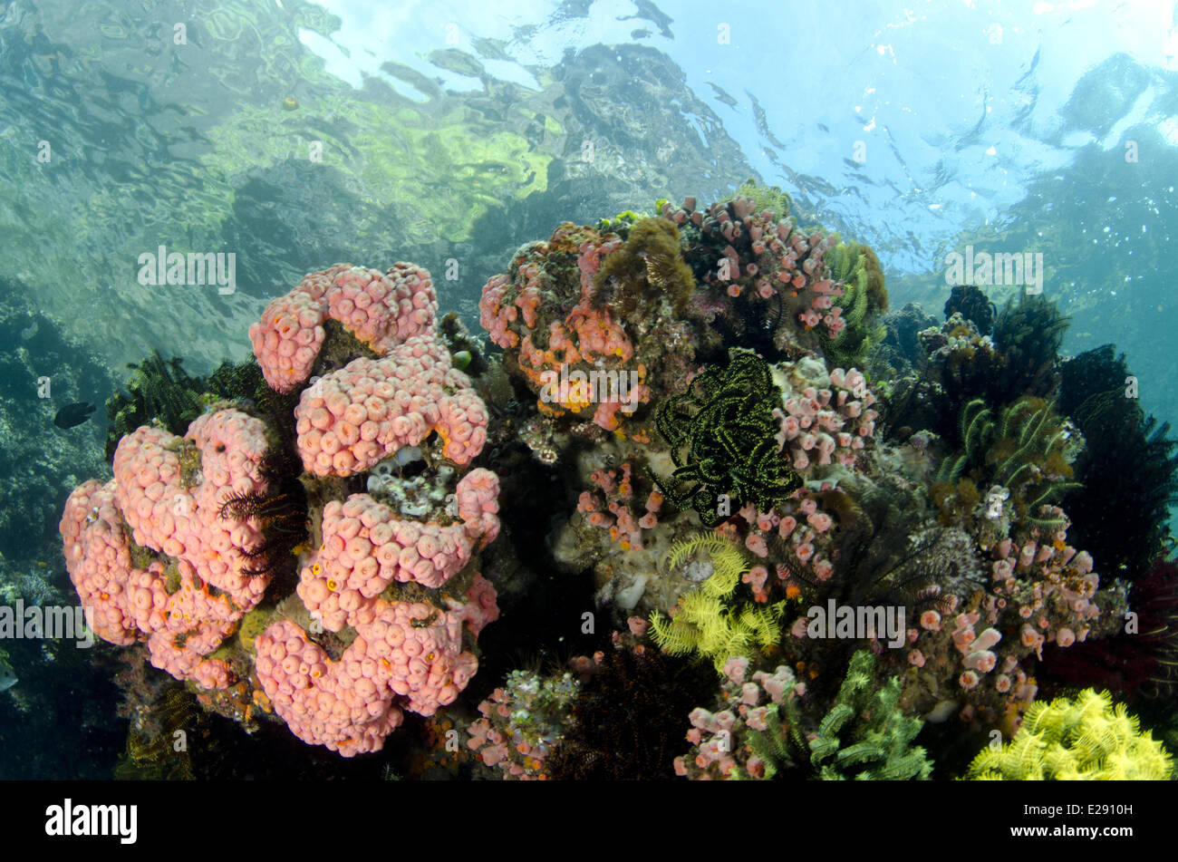 View of coral reef habitat, Horseshoe Bay, Nusa Kode, Rinca Island, Komodo N.P., Lesser Sunda Islands, Indonesia, March Stock Photo