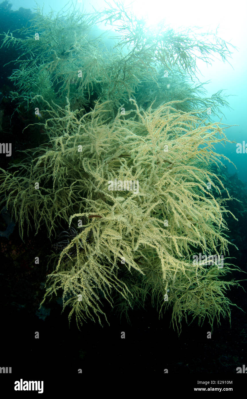 Black Coral (Antipathes dichotoma) colony, Horseshoe Bay, Nusa Kode, Rinca Island, Komodo N.P., Lesser Sunda Islands, Indonesia, March Stock Photo