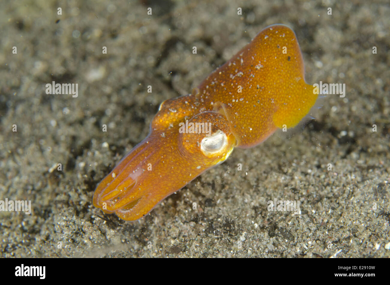 Tropical Bottletail Squid (Sepiadarium kochi) adult, swimming over sand, Horseshoe Bay, Nusa Kode, Rinca Island, Komodo N.P., Lesser Sunda Islands, Indonesia, March Stock Photo