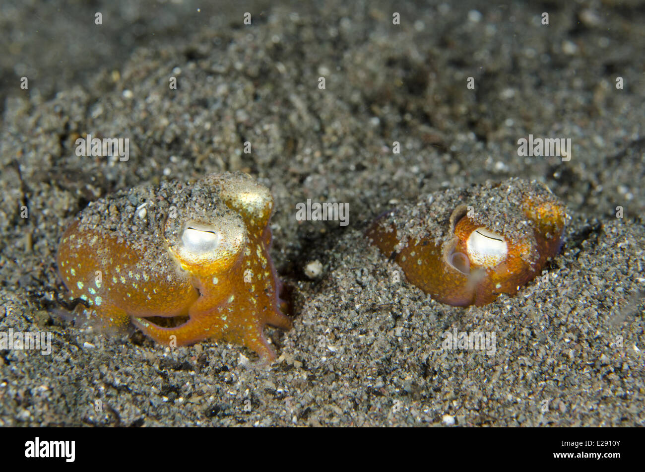 Tropical Bottletail Squid (Sepiadarium kochi) two adults, buried in sand, Horseshoe Bay, Nusa Kode, Rinca Island, Komodo N.P., Lesser Sunda Islands, Indonesia, March Stock Photo