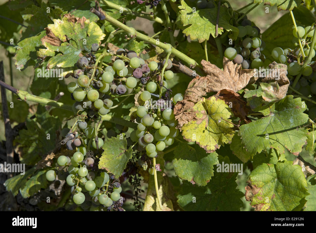 Noble rot or grey mould, Botrytis cinerea, on maturing grapes on the vine with evidence of a fungicidal spay deposit such as Bordeaux mixture on the leaves Stock Photo