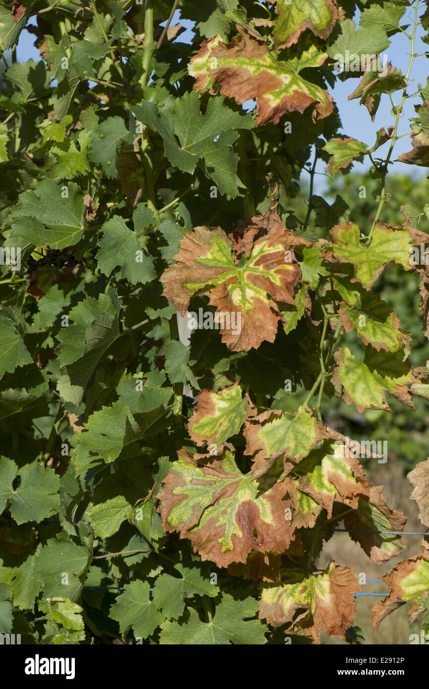 Magnesium deficiency grape hires stock photography and images Alamy