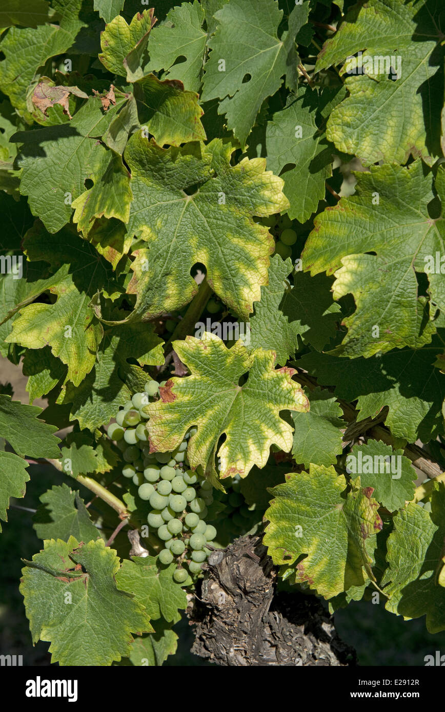 Symptoms of magnesium deficiency on grapevines in fruit in gironde